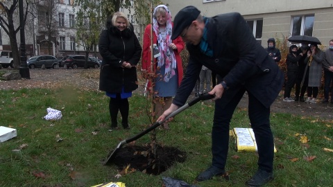 Nie dąb - bo przepisy nie pozwalają na sadzenie tak okazałego drzewa tak blisko budynku, a buk czerwonolistny został uroczyście - choć w strugach deszczu - posadzony przed Państwowym Zespołem Szkół Muzycznych w Bydgoszczy. Fot. Janusz Wiertel