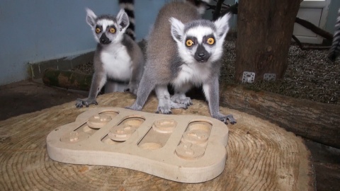 Lemury w Ogrodzie Zoologicznym w bydgoskim Myślęcinku/fot. jw