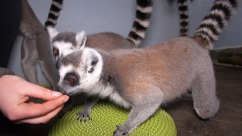 Lemury w Ogrodzie Zoologicznym w bydgoskim Myślęcinku/fot. jw