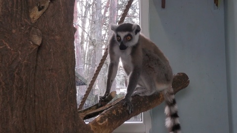 Lemury w Ogrodzie Zoologicznym w bydgoskim Myślęcinku/fot. jw