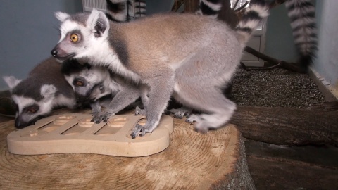 Lemury w Ogrodzie Zoologicznym w bydgoskim Myślęcinku/fot. jw