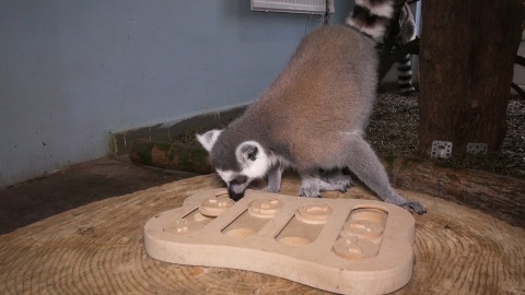 Lemury w Ogrodzie Zoologicznym w bydgoskim Myślęcinku/fot. jw