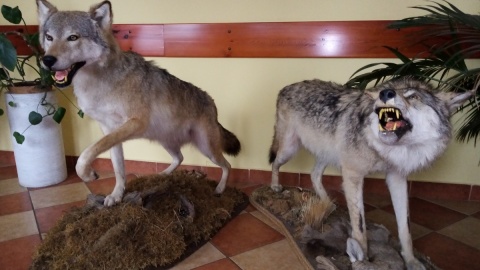 Wilk rozszarpał sarnę w pobliżu gospodarstwa. Jak reagować, gdy go spotkasz