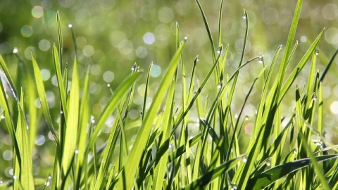 Trawa Nie taka prosta sprawa Naukowcy z UTP pracują nad trawą idealną