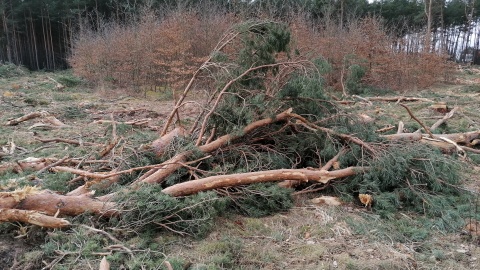 Tu był las. Wycinka drzew w okolicach Bydgoszczy. Co na to Lasy Państwowe [wideo]