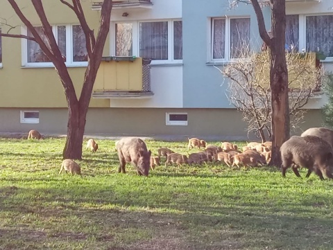 Stado dzików na placu zabaw. Zwierzęta wybrały się na świąteczny spacer [wideo]