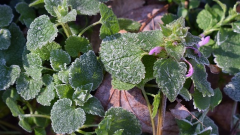 Weekend z przymrozkami. Alert meteorologiczny dla Kujaw i Pomorza