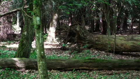 Rezerwat cisów w Wierzchlesie jest zamknięty od dwóch lat. Drzewa obumierają