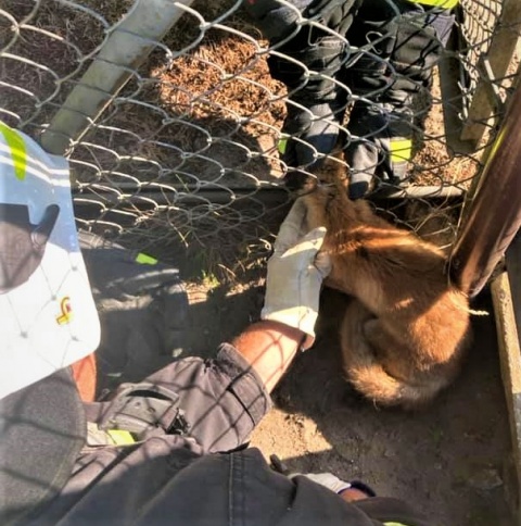Polował na kury Strażacy uratowali młodego lisa, który utknął w płocie [zdjęcia]