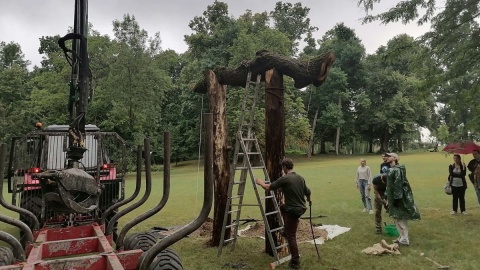 Powalone drzewa w roli głównej w studenckim projekcie w Lubostroniu [zdjęcia]