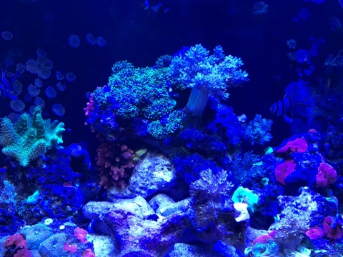 Rośliny akwariowe - podwodne piękno [REKLAMA]