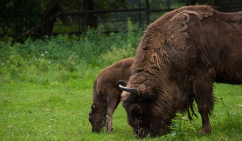 Z Białowieży do Ogrodu Zoologicznego w Bydgoszczy. Niezły byczek