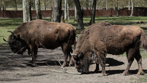 Białowieża i Kruszyniany w czasie stanu wyjątkowego nie zaproszą turystów