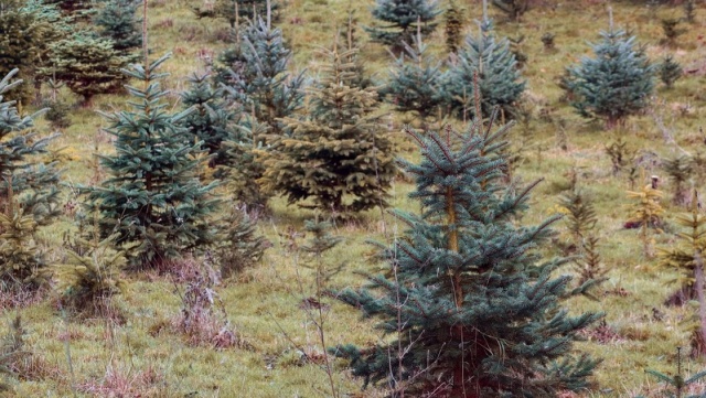 Co dalej ze świątecznym drzewkiem Nawóz, biomasa, czy wraca do lasa