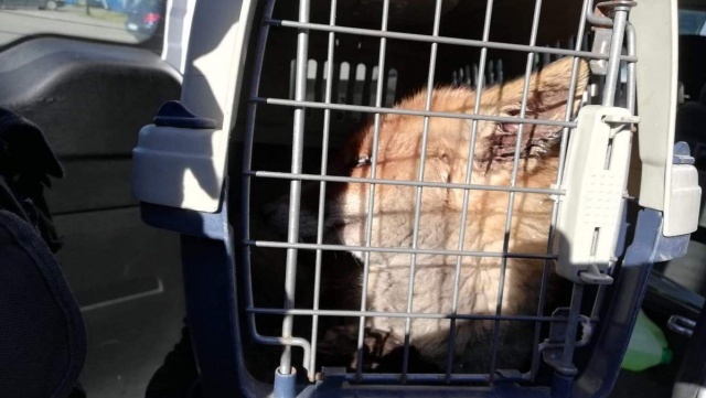 Ranny lis znaleziony w firmie w Toruniu. Pojechał na leczenie i rehabilitację
