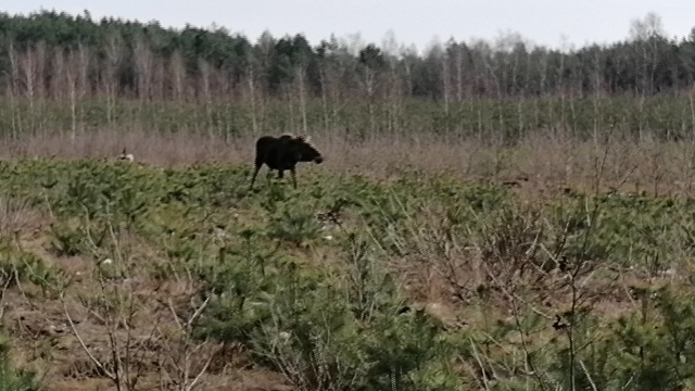 Łosie z Puszczy Bydgoskiej. Podchodzą bardzo blisko ludzkich siedzib [wideo]