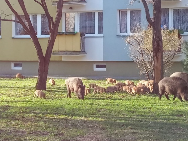 W Toruniu będą strzelać do dzików. Są groźne, nie da się ich przegnać z miasta