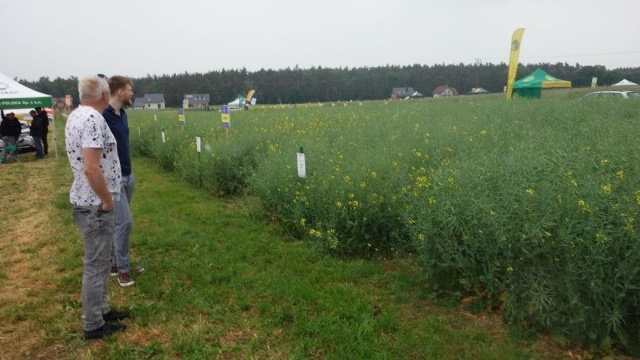 Dni Pola w Grubnie koło Chełmna, czyli co nowego w rolnictwie