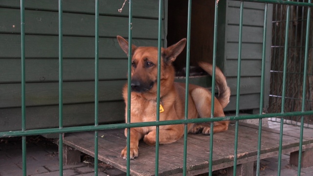 Cztery łapy, grzbiet kudłaty - dziś dzień psa Bydgoskie schronisko zaprasza [wideo, zdjęcia]