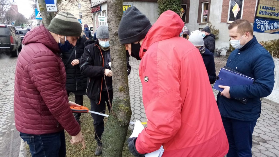 Projekt przebudowy ul. 700-lecia w Żninie zakładający wycinkę przeszło 60 rosnących przy niej drzew wywołał protesty mieszkańców. Fot. Tomasz Gronet