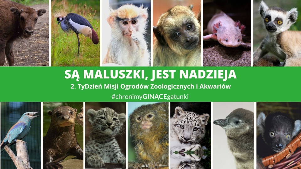 „Są maluszki, jest nadzieja” - takie hasło przyświeca obchodom tegorocznego Tygodnia Misji Ogrodów Zoologicznych i Akwariów, do których przyłącza się również bydgoskie ZOO. Grafika nadesłana