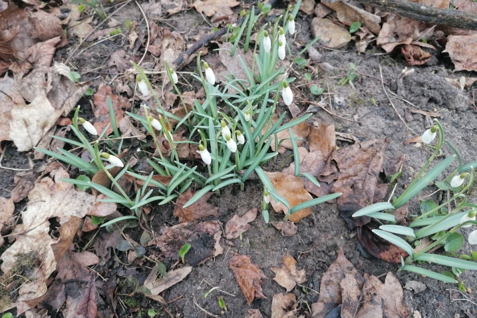 Przebiśniegi w Ogrodzie Botanicznym w bydgoskim Myślęcinku/fot. mg