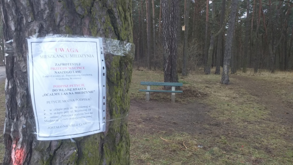Mieszkańcy apelują, aby pozostawić w tym miejscu las i utworzyć miejski park leśny/fot. Adriana Andrzejewska-Kuras