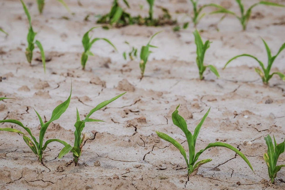 Susza rolnicza zagraża prawie 40 procentów zasobów rolnych i leśnych kraju./fot. Pixabay