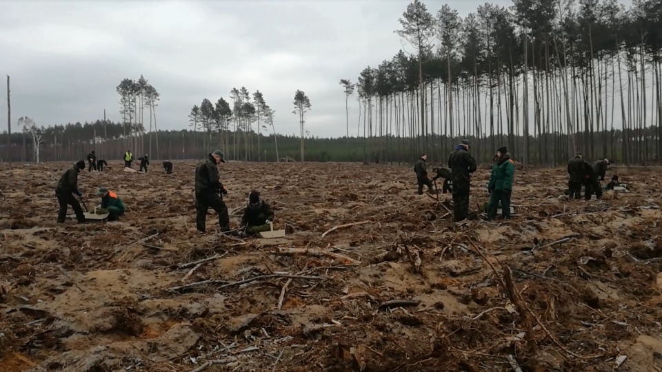 Uczniowie Technikum Leśnego w Tucholi sadzili las na terenach zniszczonych przez nawałnicę z sierpnia 2017 roku./fot. Maciej Wilkowski/archiwum