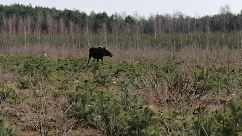 Łosie blisko Bydgoszczy. Udało się nam je sfilmować (jw)