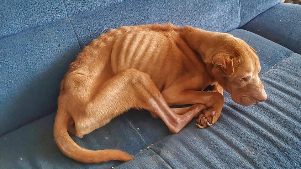 Pies był wyczerpany do tego stopnia, że nie mógł stać na własnych nogach/fot. Facebook
