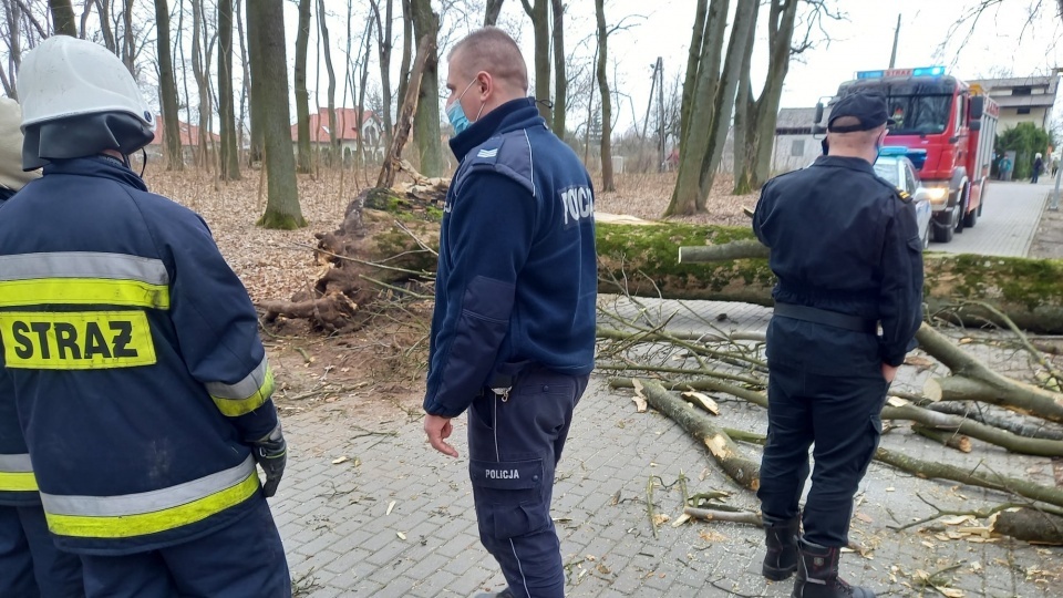 Na początku kwietnia w parku w Skępem jedno z drzew przewróciło się i przygniotło tam 12-letnią dziewczynkę. Fot. OSP Skępe