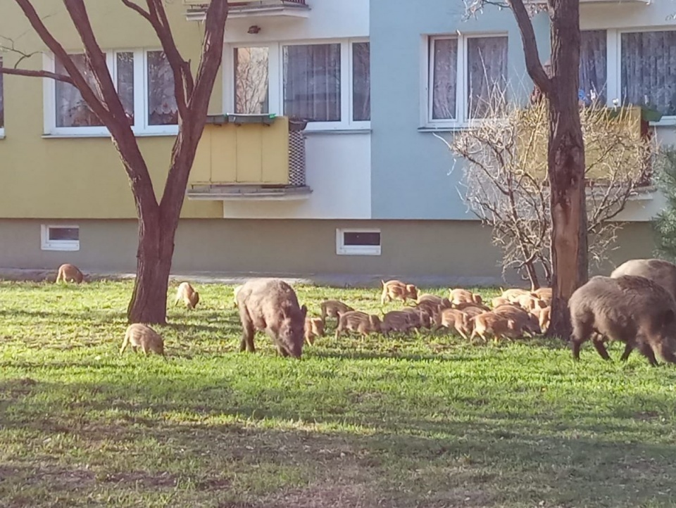 Dziki na toruńskim Rubinkowie/fot. Archiwum