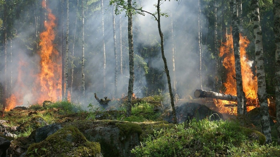 Od początku roku w naszym regionie doszło do 31 pożarów lasu na prawie 2 hektarach powierzchni/fot. Pixabay