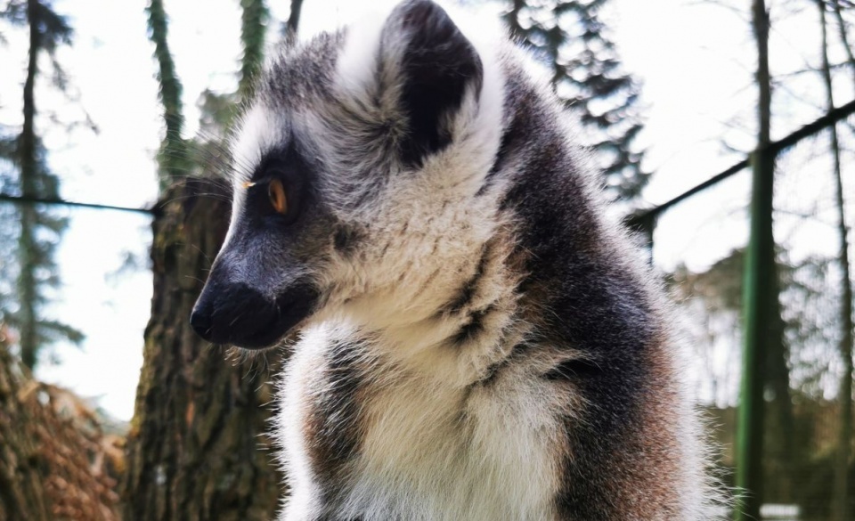 13 lipca głównym tematem będzie kraina lemurów, czyli Madagaskar/fot. Archiwum