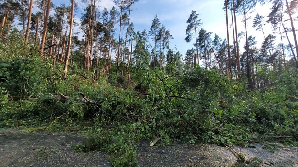 Trąba powietrzna przeszła w środę po południu przez Bory Tucholskie. Fot. Lasy Państwowe w Toruniu