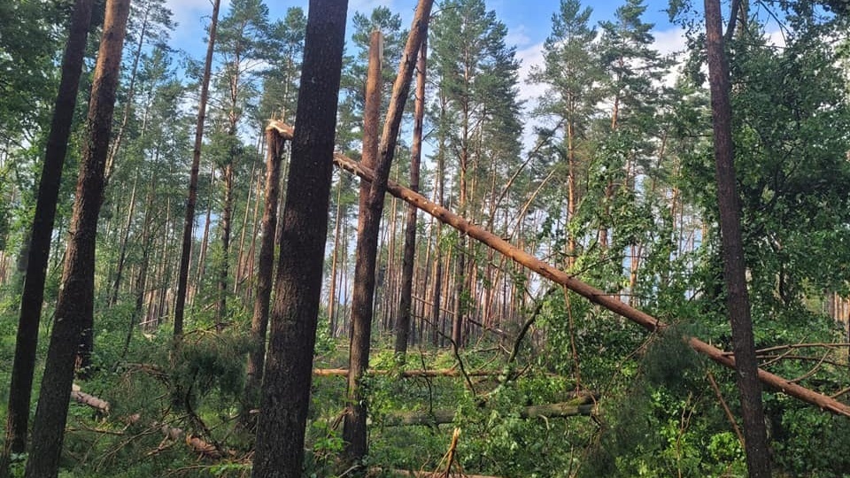 Trąba powietrzna przeszła w środę po południu przez Bory Tucholskie. Fot. Lasy Państwowe w Toruniu