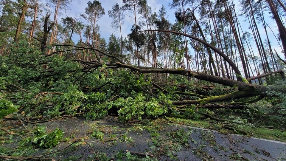 Trąba powietrzna przeszła w środę po południu przez Bory Tucholskie. Fot. Lasy Państwowe w Toruniu