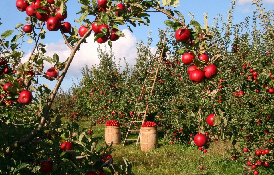 Krajowy Ośrodek Wsparcia Rolnictwa będzie tworzyć biura zagraniczne po to, by promować polskie produkty./fot. Pixabay