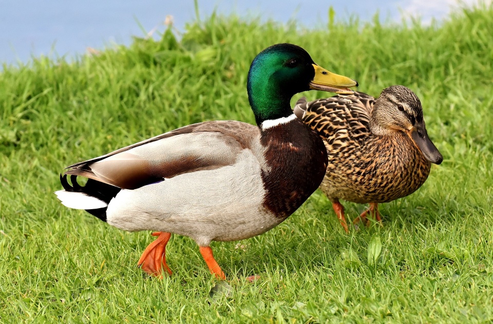 Kaczki znalezione nad Kanałem Bydgoskim nie miały ptasiej grypy - orzekli specjaliści z instytutu w Puławach./fot. Pixabay