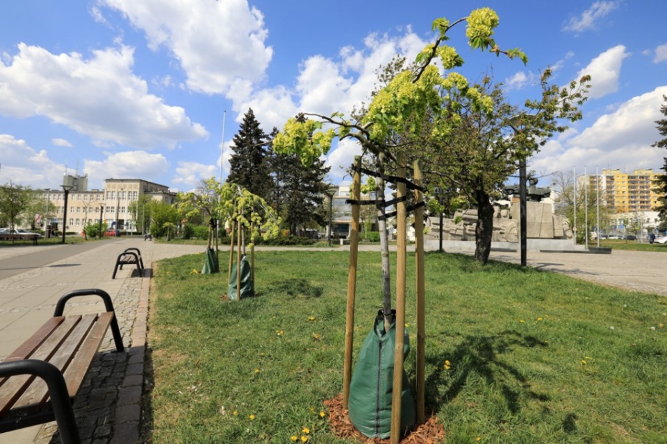794 młode drzewka w Toruniu są wyposażone w worki do kropelkowego podlewania typu treegator./fot. Sławomir Kowalski