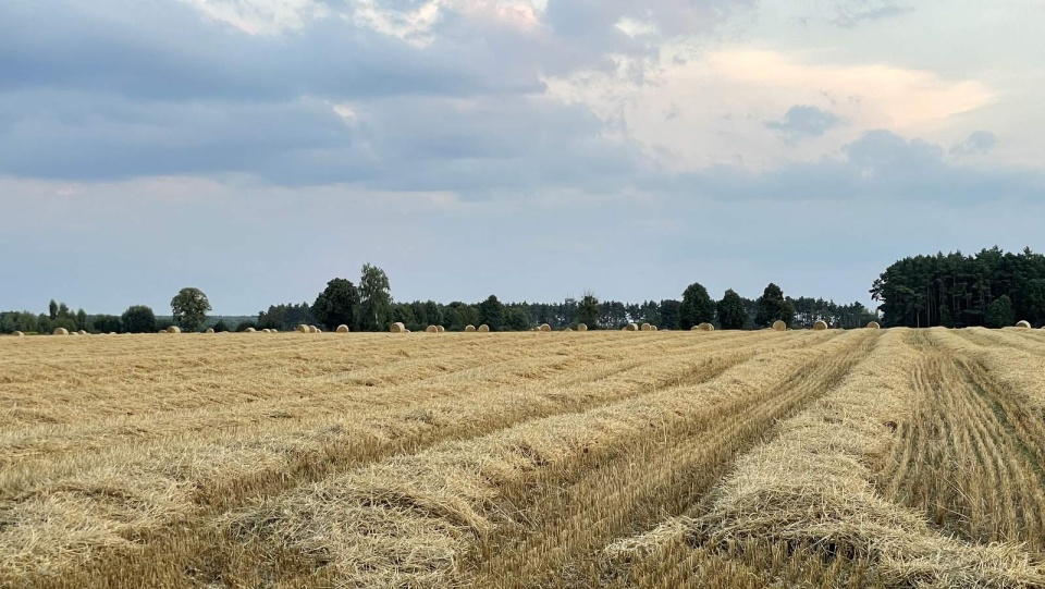 Po niedawnym wydłużeniu o miesiąc terminu składania wniosków o unijne wsparcie w ramach PROW czyli Programu Rozwoju Obszarów Wiejskich, wyraźnie wzrosło zainteresowanie kujawsko-pomorskich rolników tą możliwością dofinansowania inwestycji w gospodarstwach. Fot. Tomasz Kaźmierski