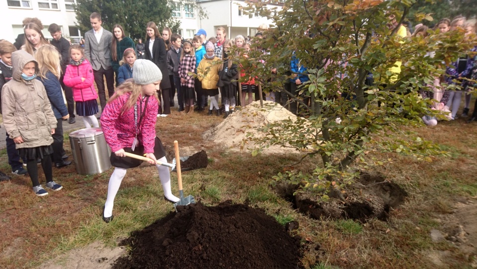 Przy szkole został posadzony buk - „Karol”, uczniowie zakopali kapsułę czasu. Fo. Michał Zaręba