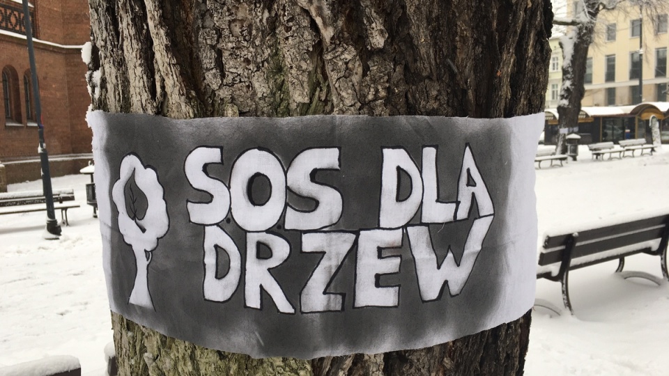 W ramach trwającej w piątek ogólnopolskiej akcji „Dajmy drzewom prawo" aktywiści oznaczyli drzewa m.in. na bydgoskim placu Wolności/fot. Elżbieta Rupniewska