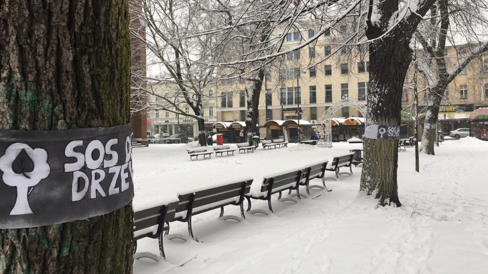 W ramach trwającej w piątek ogólnopolskiej akcji „Dajmy drzewom prawo" aktywiści oznaczyli drzewa m.in. na bydgoskim placu Wolności/fot. Elżbieta Rupniewska