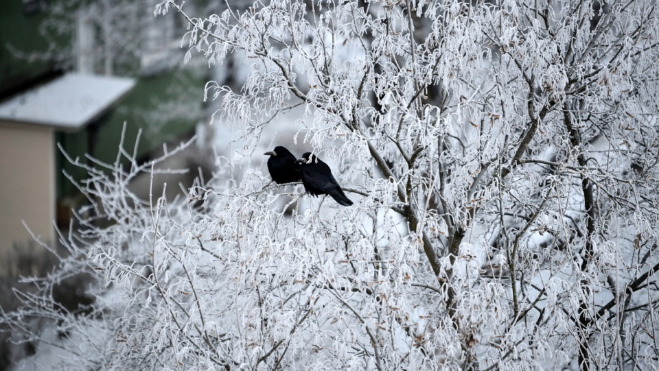 Mroźny poranek w kraju/fot. Darek Delmanowicz, PAP