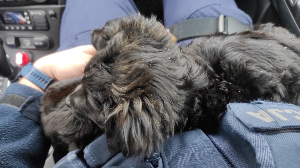 Pieski znalezione w rowie w mroźną, wigilijną noc, zabrali do domu policjanci z komisariatu w Mroczy./fot. Policja