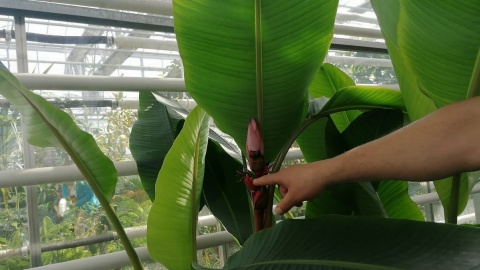 Ogród botaniczny Krajowego Centrum Roślinnych Zasobów Genowych w bydgoskim Myślęcinku/fot. mg