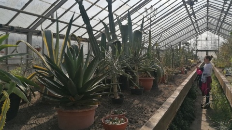 Ogród botaniczny Krajowego Centrum Roślinnych Zasobów Genowych w bydgoskim Myślęcinku/fot. mg