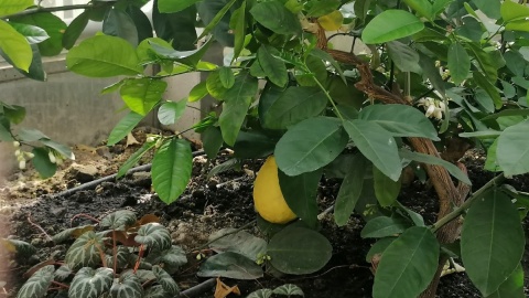 Ogród botaniczny Krajowego Centrum Roślinnych Zasobów Genowych w bydgoskim Myślęcinku/fot. mg